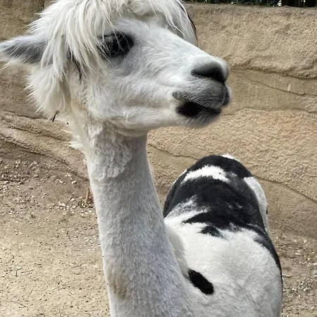 Charming In A Quiet Area, Heated Pool Year Charente-maritime بيت ضيافة لو ماثيز