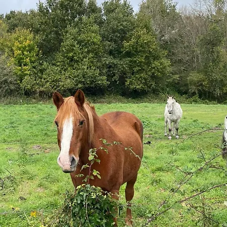 بيت ضيافة Charming In A Quiet Area, Heated Pool Year Charente-maritime 4*