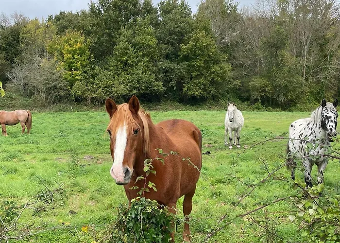 Guest house Charming In A Quiet Area, Heated Pool Year Charente-maritime 4*